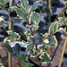 Ilex aquifolium Madame Briot (2)