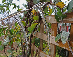 Icing 23-11-13 on Honeysuckle