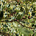 Ilex aquifolium mâle variegata