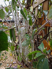 Icing 23-11-13 on Honeysuckle