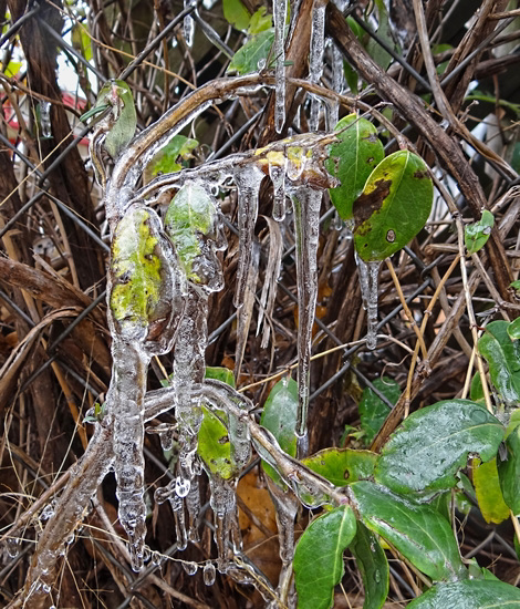 Icing 23-11-13 on Honeysuckle