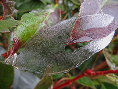 Icing 23-11-13 on Honeysuckle leaf