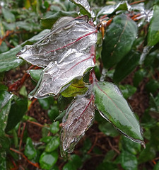 Icing 23-11-13 on Honeysuckle leaves