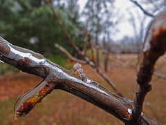 Icing 23-11-13 on Redbud twig