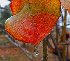 Icing 23-11-13 on Bradford Pear leaves