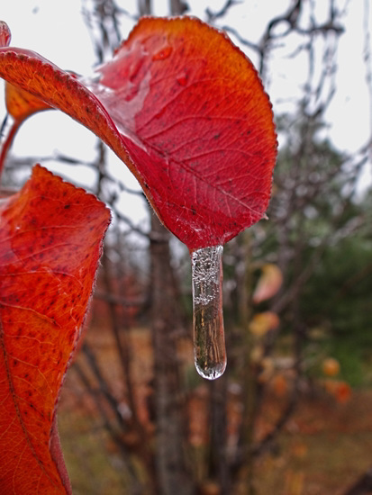 Icing 23-11-13 on Bradford Pear leaves