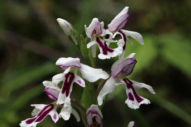 Amerorchis rotundifolia fma. lineata Amerorchis rotundifolia fma. lineata