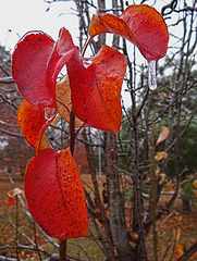 Icing 23-11-13 on Bradford Pear leaves