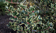 Ilex aquifolium mâle variegata (2)