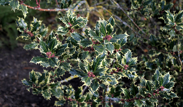 Ilex aquifolium mâle variegata (2)