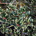 Ilex aquifolium mâle variegata (2)