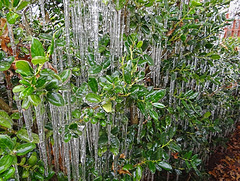 Icing 23-11-13 on American Holly leaves