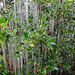 Icing 23-11-13 on American Holly leaves