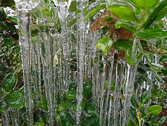 Icing 23-11-13 on American Holly leaves