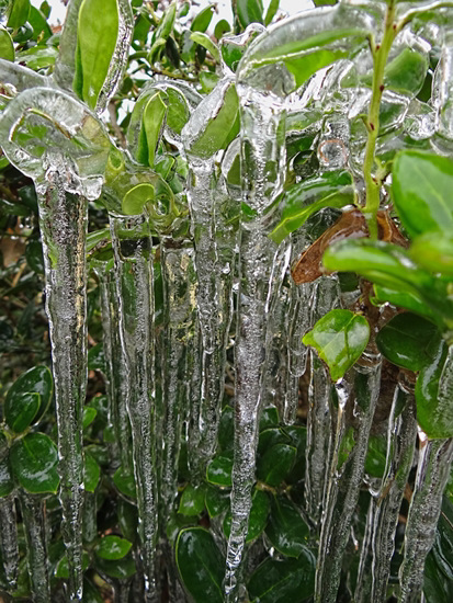 Icing 23-11-13 on American Holly leaves