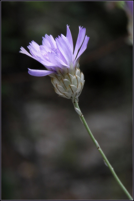 Catananche Caerulea