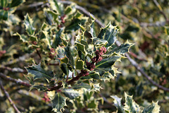 Ilex aquifolium mâle variegata (3)