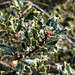 Ilex aquifolium mâle variegata (3)