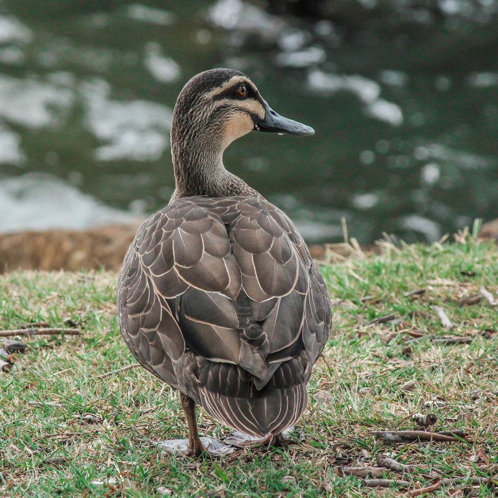 D is for Duck