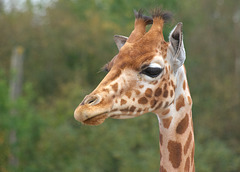 Giraffe at Jurques Zoo - September 2011