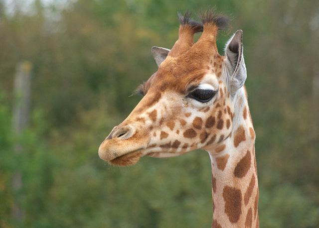 Giraffe at Jurques Zoo - September 2011