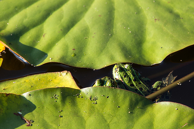 20140716 4024VRAw [D~MI] Gartenteich, Wasserfrosch, Hille