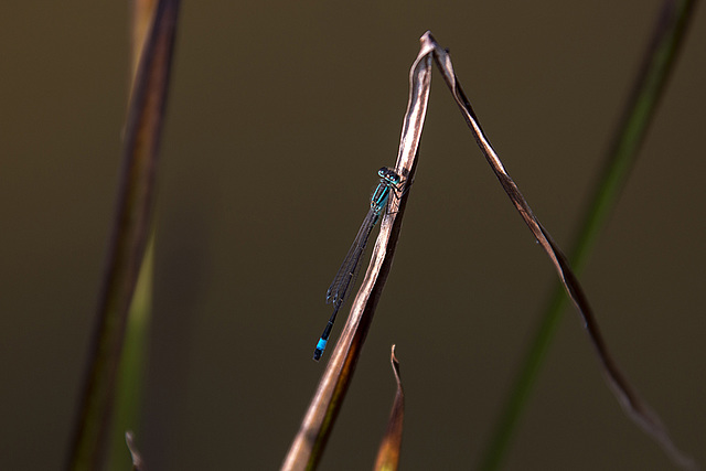 20140716 4022VRAw [D~MI] Gartenteich, Libelle, Hille