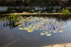 20140716 4021VRAw [D~MI] Hechtkraut, Seerose, Hille