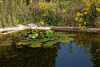 20140716 4020VRAw [D~MI] Seerose, Hille