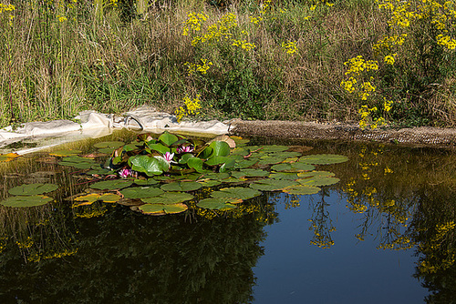 20140716 4020VRAw [D~MI] Seerose, Hille