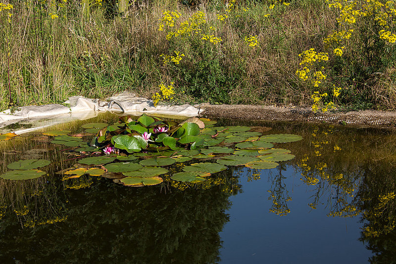 20140716 4020VRAw [D~MI] Seerose, Hille