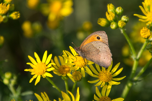20140716 4015VRAw [D~MI] Ochsenauge (Lasiommata megera), Hille