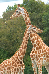 Necklines - Giraffes at Jurques Zoo - September 2011