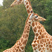 Necklines - Giraffes at Jurques Zoo - September 2011