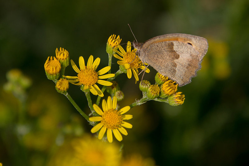 20140716 4014VRAw [D~MI] Ochsenauge (Lasiommata megera), Hille