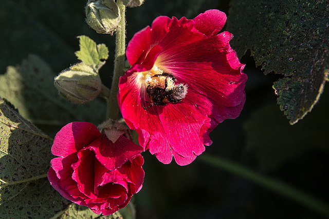 20140716 4012VRAw [D~MI] Stockrosen, Hummel, Hille