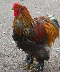 French Cockerel - "Chantecler" at Jurques Zoo - September 2011