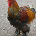 French Cockerel - "Chantecler" at Jurques Zoo - September 2011