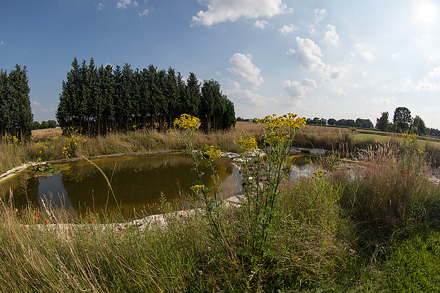 20140716 4001VRFw [D~MI] Gartenteich, Hille