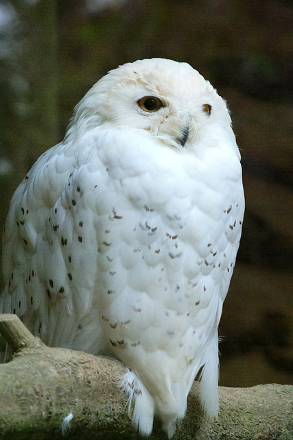 Snowy Owl at Jurques Zoo - September 2011