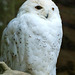 Snowy Owl at Jurques Zoo - September 2011