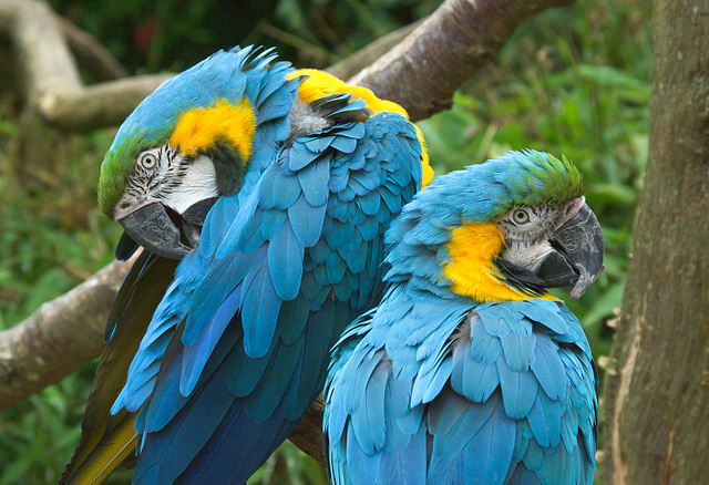 A Pair of Macaw Parrots at Jurques Zoo - September 2011