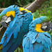 A Pair of Macaw Parrots at Jurques Zoo - September 2011