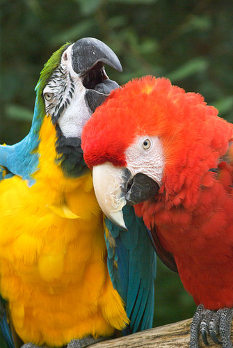 Mr Parrot gets an earful from Mrs Parrot