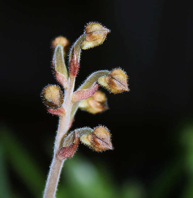 Anoectochilus formosanus