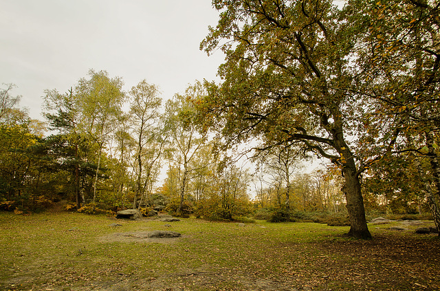 Forêt des trois pignons