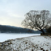 Brno Reservoir in Winter - A Tree