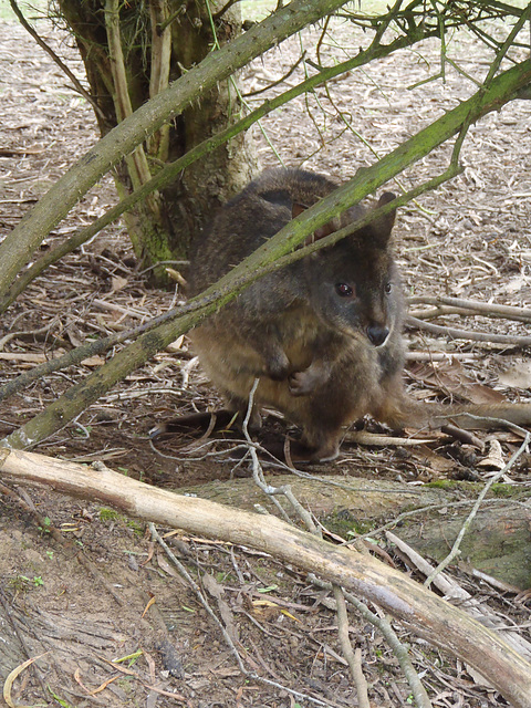 Tassie trip