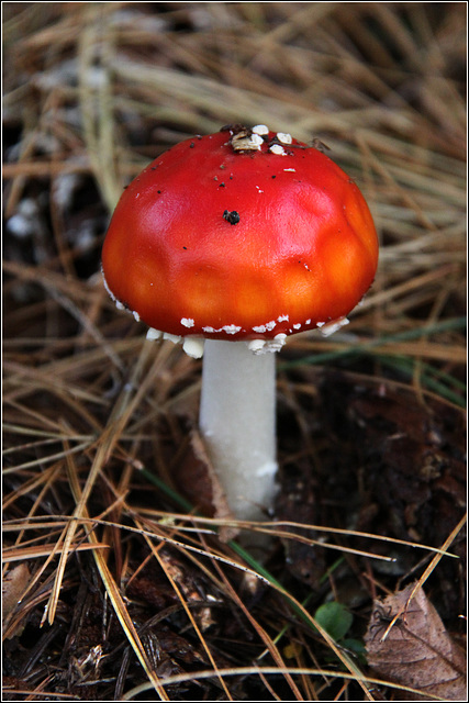 Toadstool