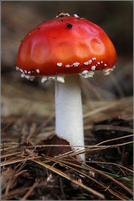 Toadstool